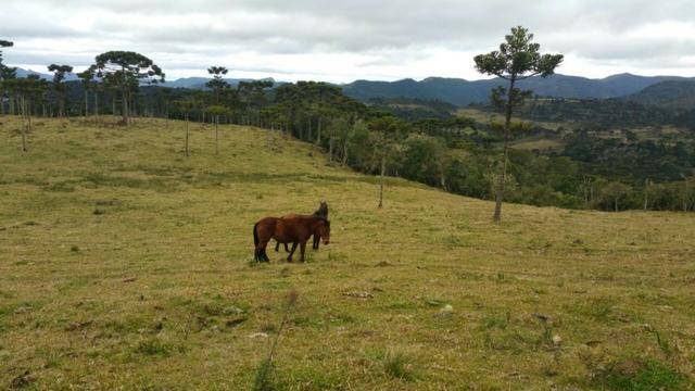 Sitio em Urubici/chácara rural em Urubici/área rural - Foto 3