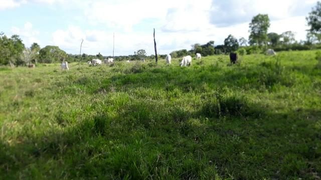 Fazenda com 150 hectares - Região da Soja (Balsas-MA) - Foto 2