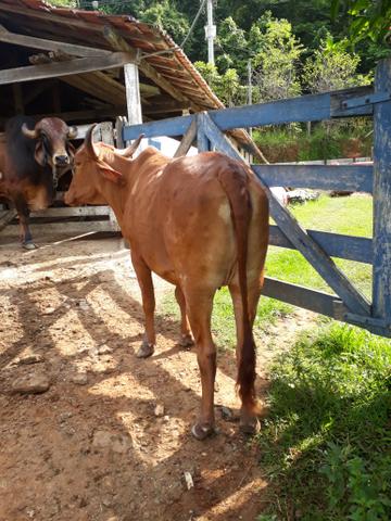 Vacas - Foto 6