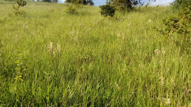 Fazenda em Baixo Guandu ES -Barato (entr +parc. anuais) - Foto 6