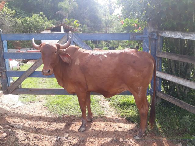 Vacas - Foto 5