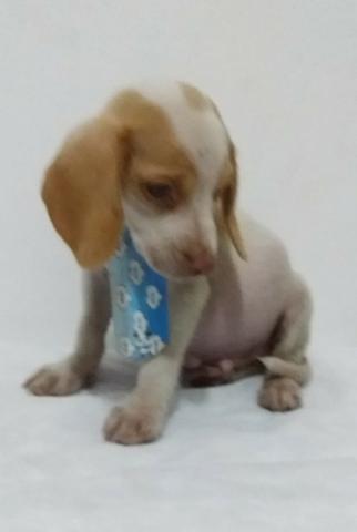 Beagle 94170.1378.macho 13 polegadas baixei o preço parc/10x chama no zap Sp - Foto 2
