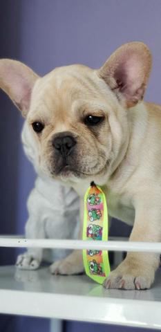Buldog creme macho