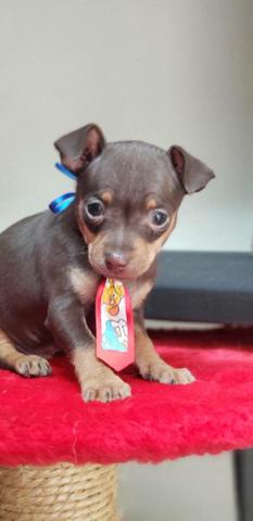 Pinscher chocolate n1 macho - Foto 2