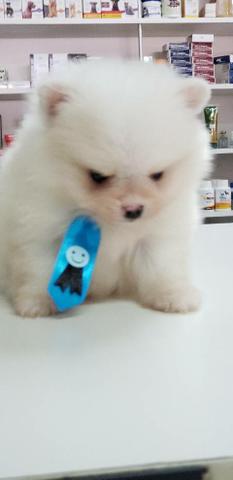 Spitz Alemão top anão - Foto 4