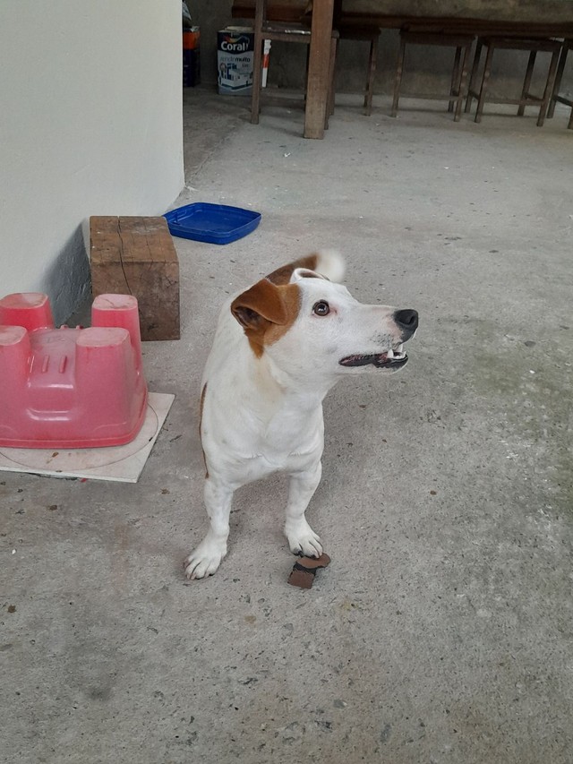  Vende-se Filhote de jack Russell Terrier