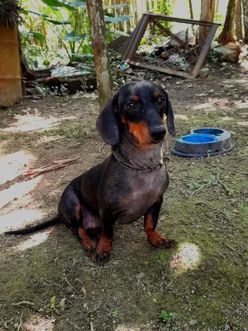 Cachorro Dachshund - Foto 3