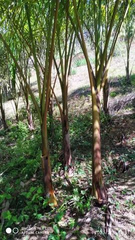 Mudas de palmeria  - Foto 2