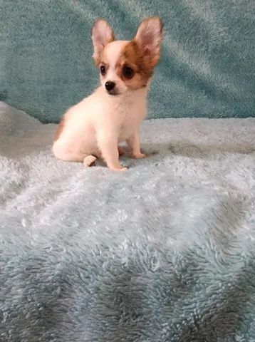 Chihuahua pelo longo macho  - Foto 4