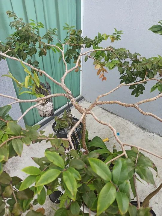 Jabuticabeira produzindo - Foto 2