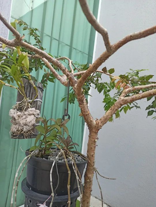 Jabuticabeira produzindo - Foto 4