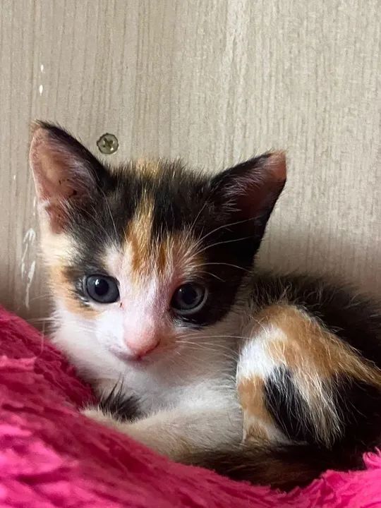 Gatinha Calma e Carinhosa para Adoção - Foto 3