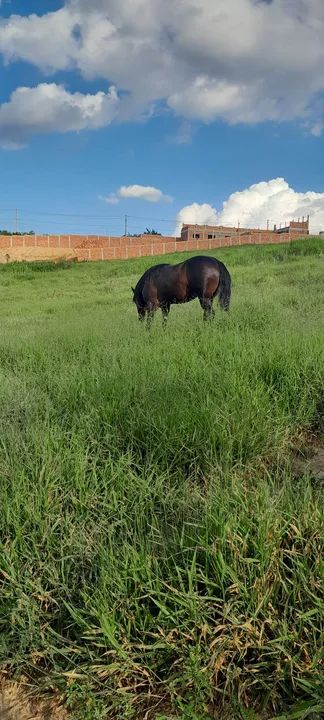 Cavalo Mangalarga Marchador com quarto de milha  - Foto 4