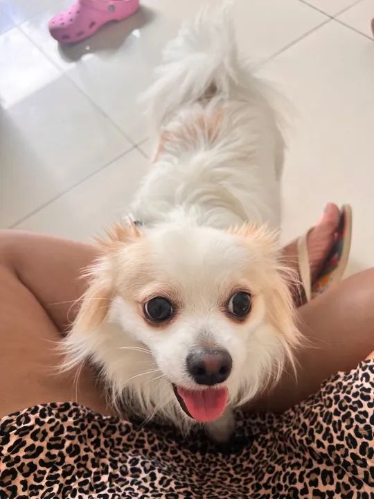 Doa-se chihuahua pelo longo 2 anos