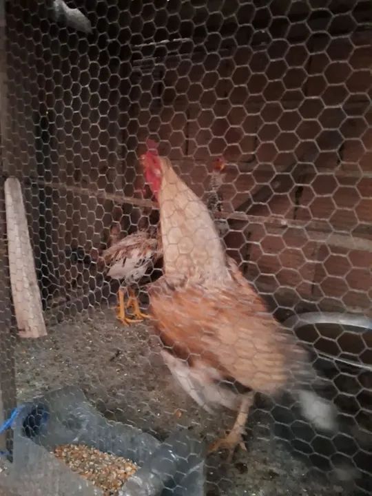 Galo caipira  - Foto 2