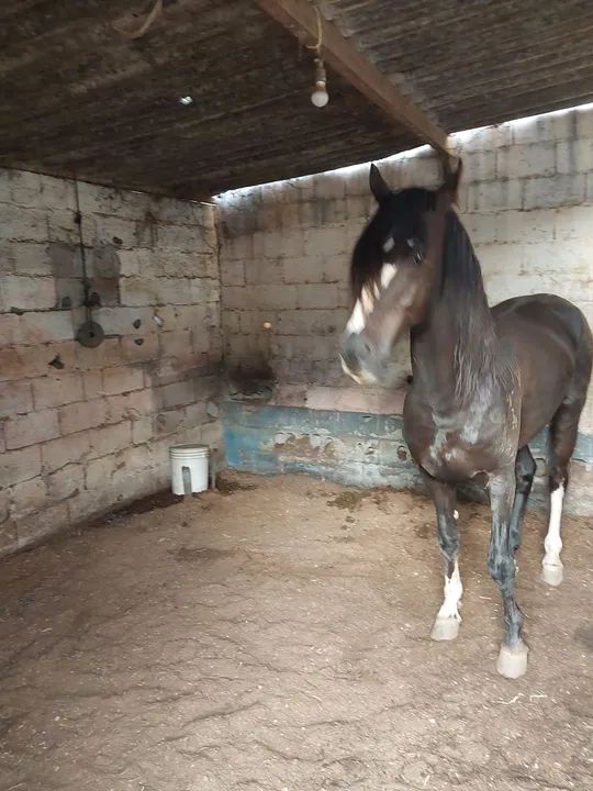 Vendo cavalo - Foto 3