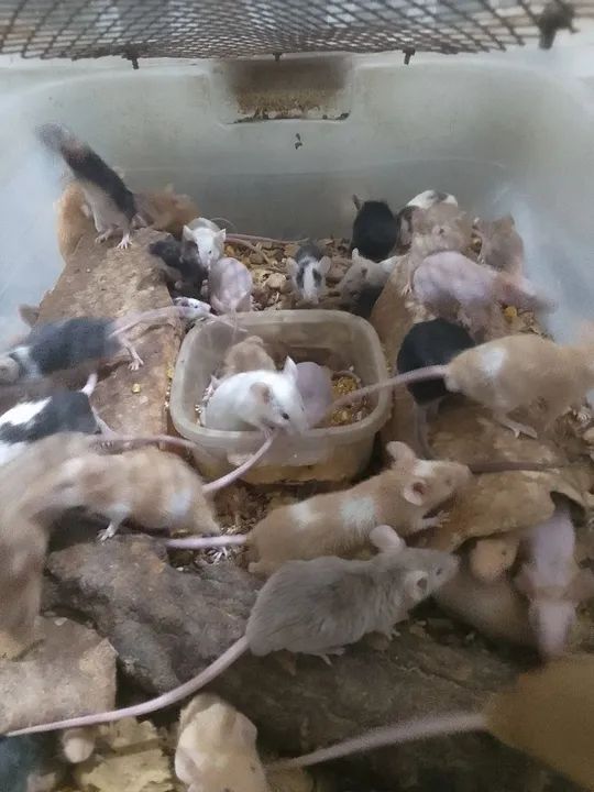 Vendo camundogo para alimentação 