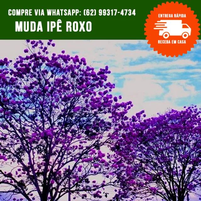 Mudas de Ipê Roxo