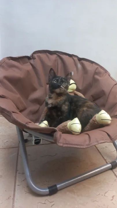 Doação responsável - Foto 2