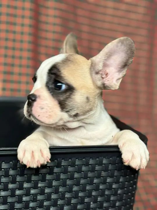 Lindas filhotes de Bulldog Francês fêmea  - Foto 4