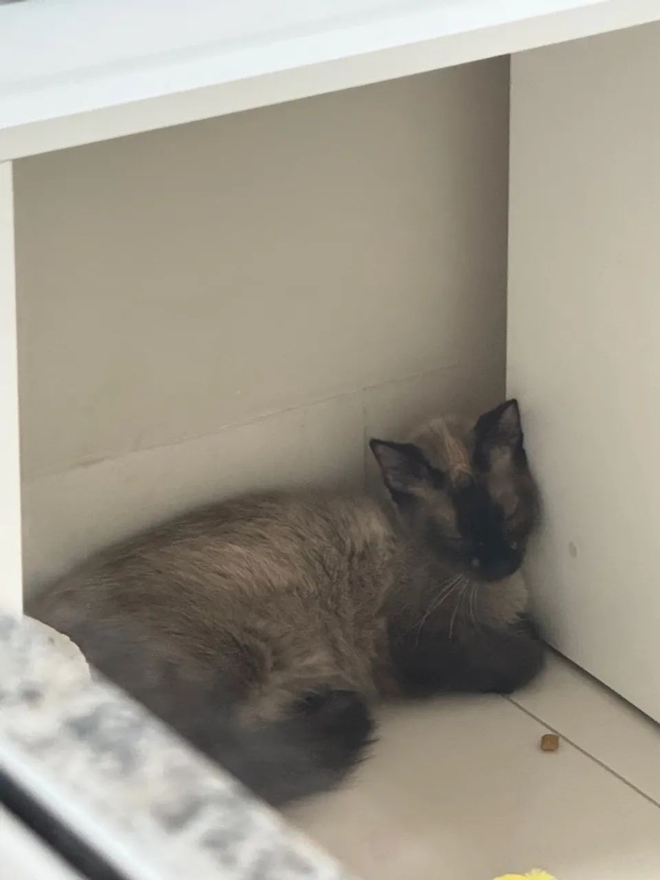 Gato Siamês  para adoção - Foto 3