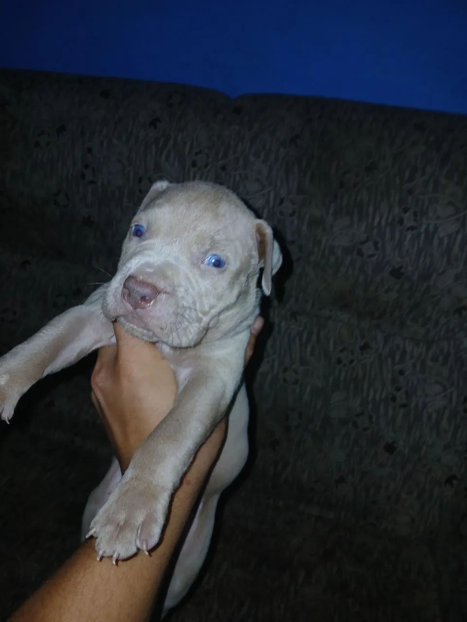 Filhote Pit monster puro