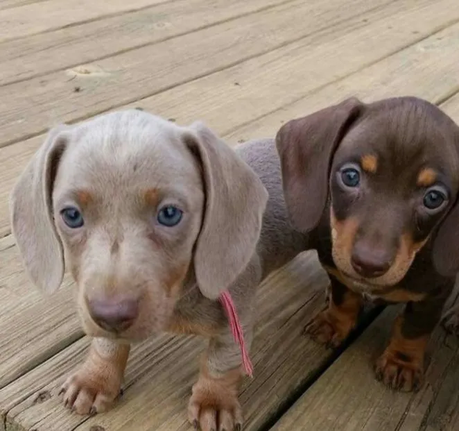 Dachshund Isabella raro fêmea kanichen