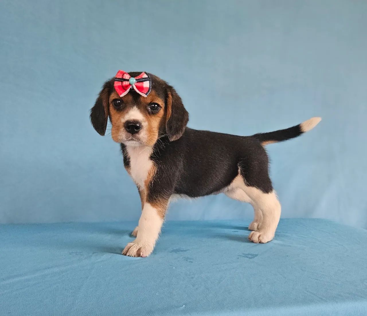 Filhotes Beagle  - Adoráveis - Foto 4