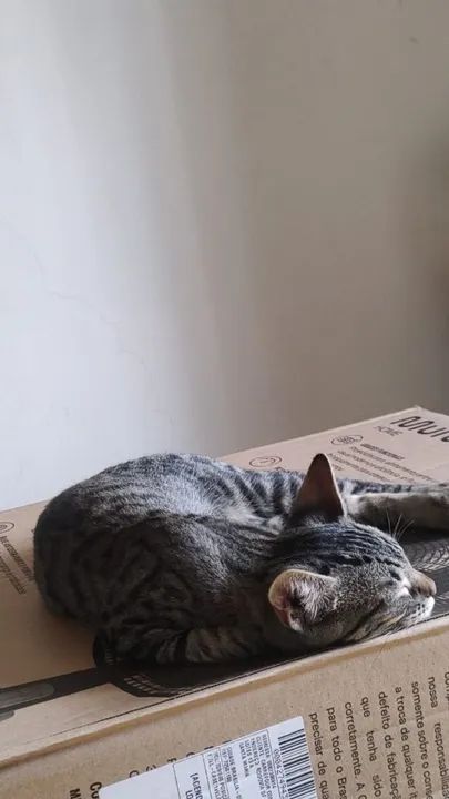 Gato malhado cinza e preto disponível para adoção - Foto 5