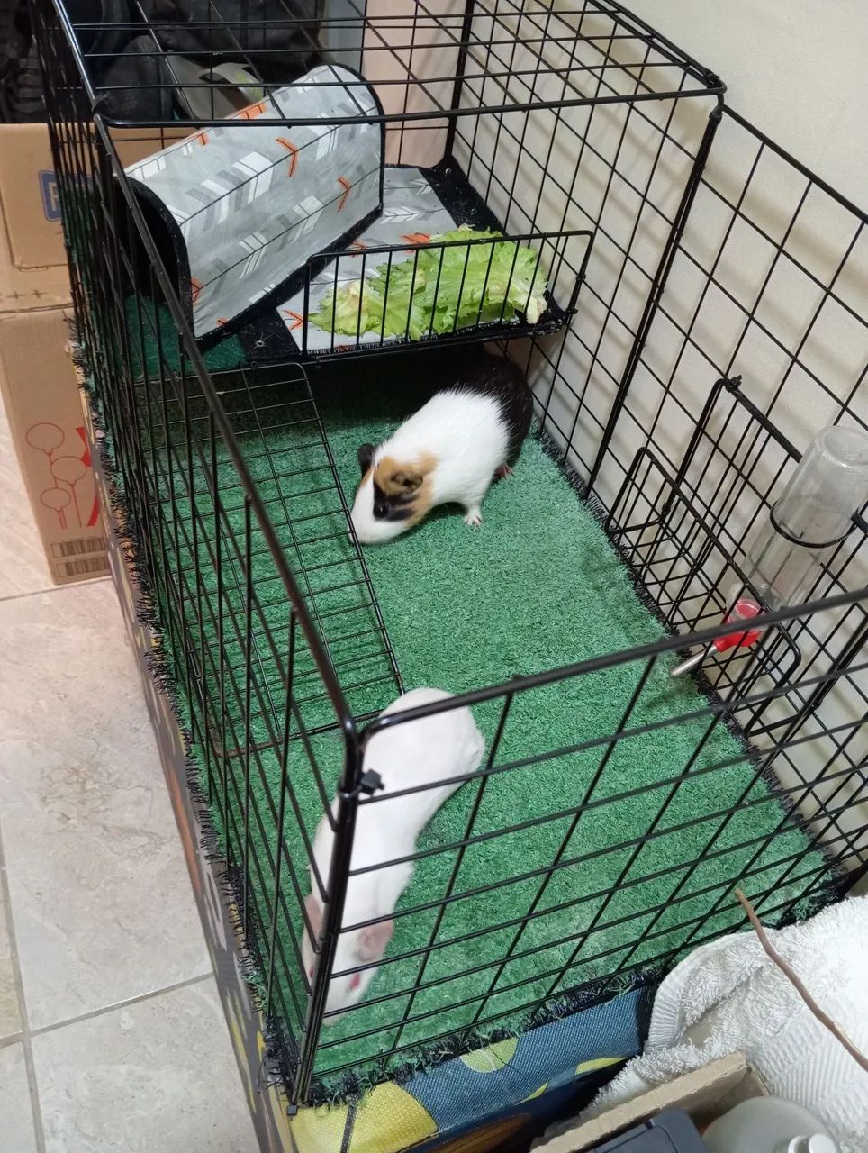 Porquinhos da Índia para adoção - Foto 4