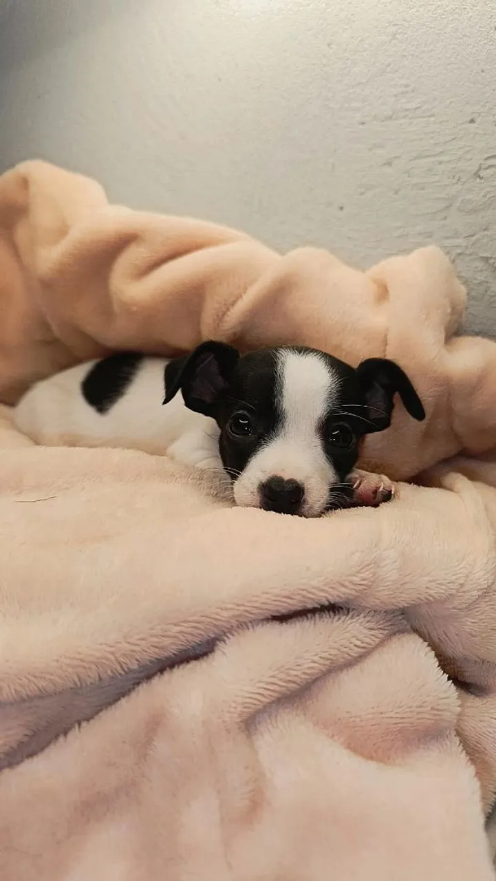 Pinscher Zero miniatura Macho.