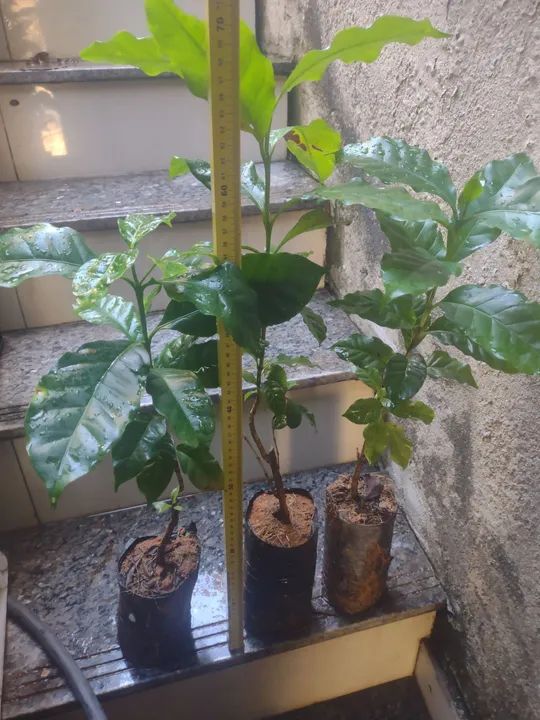 Muda de café - Foto 3