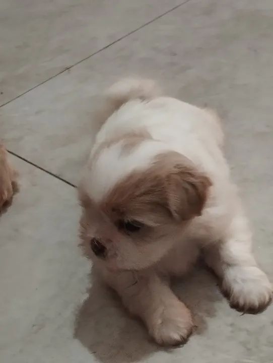 Filhote de Shitzu  - Foto 6