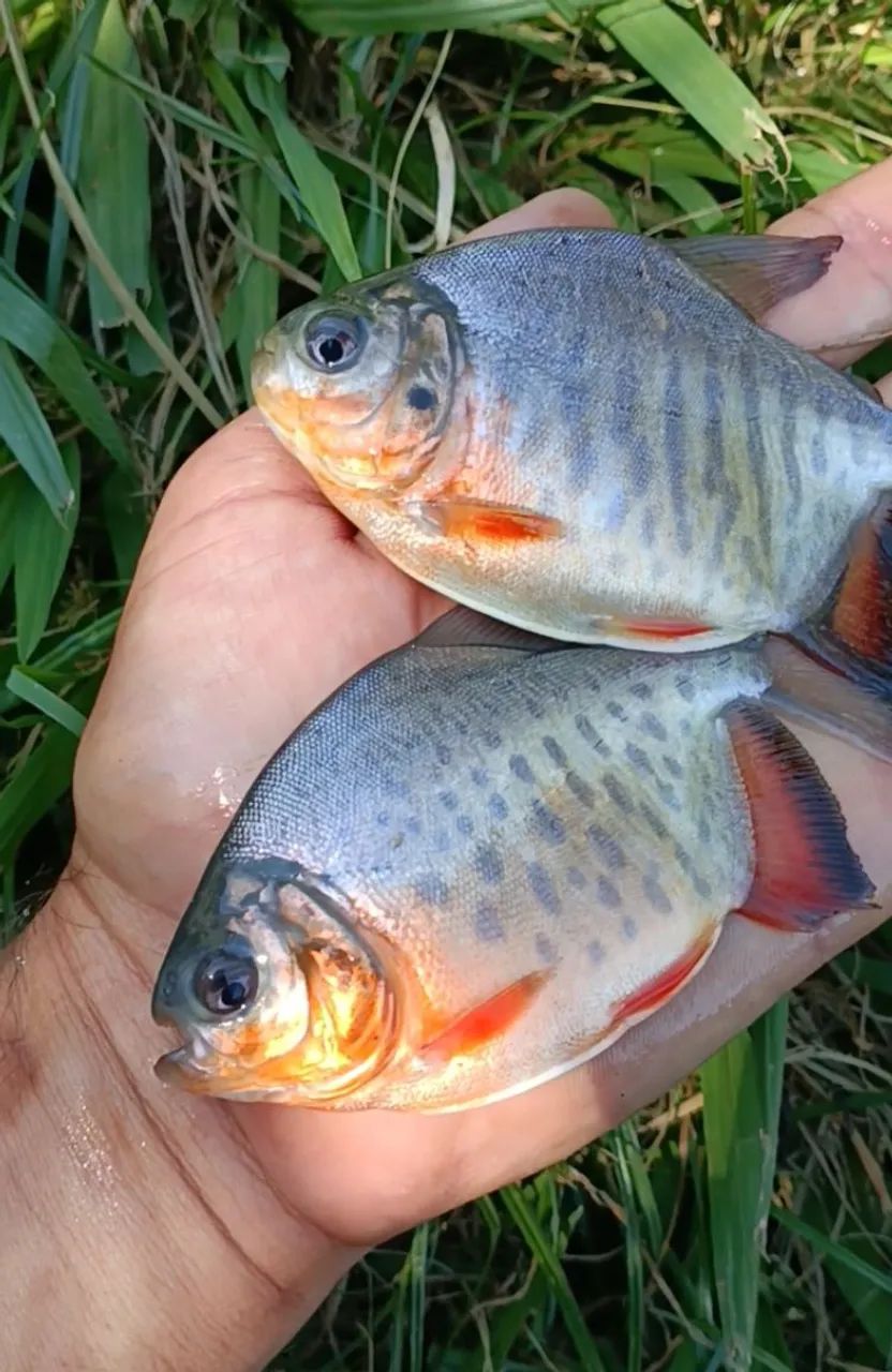 Pacu Caranha o melhor  - Foto 2
