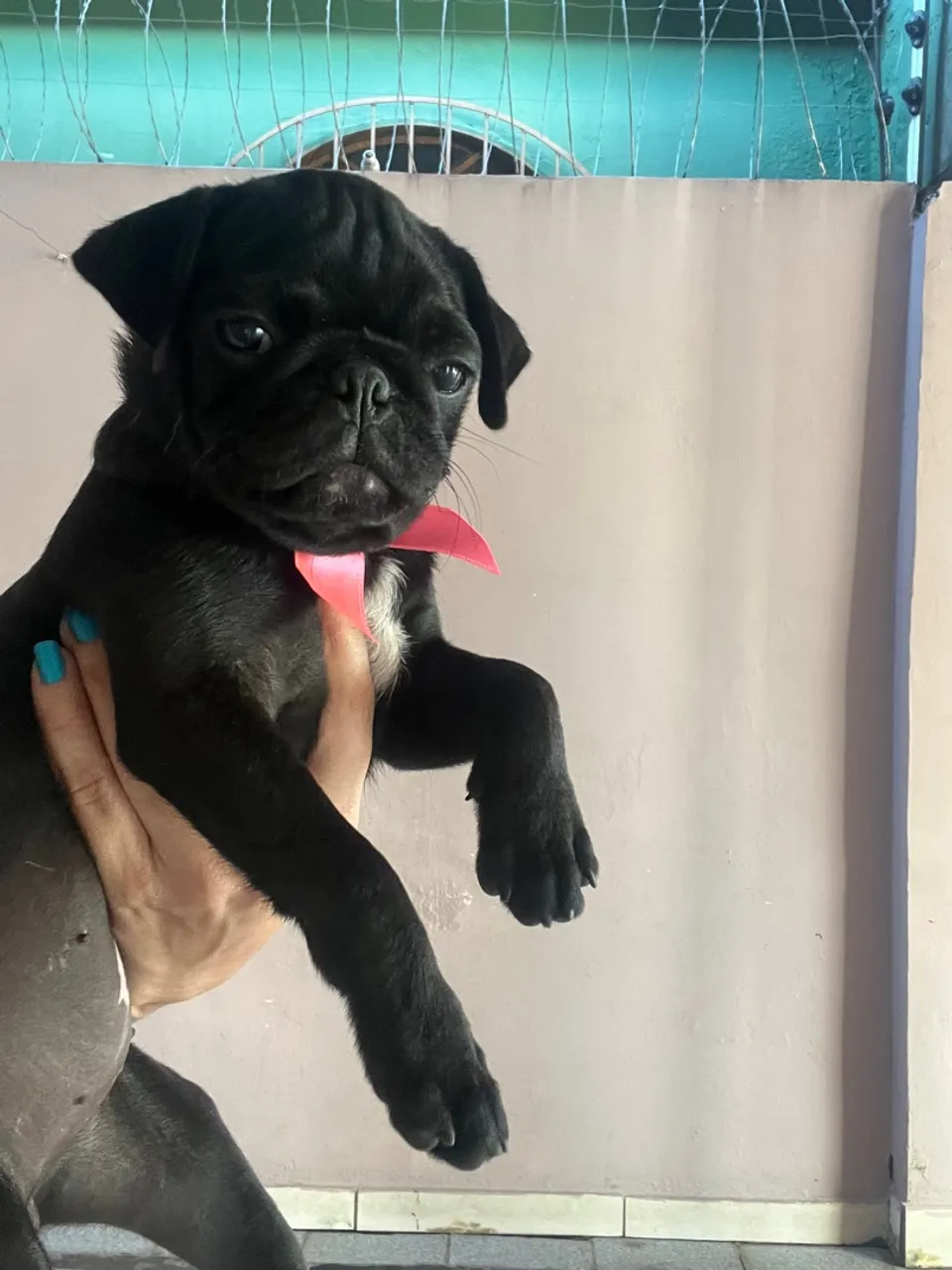Filhote de Pug fêmeas