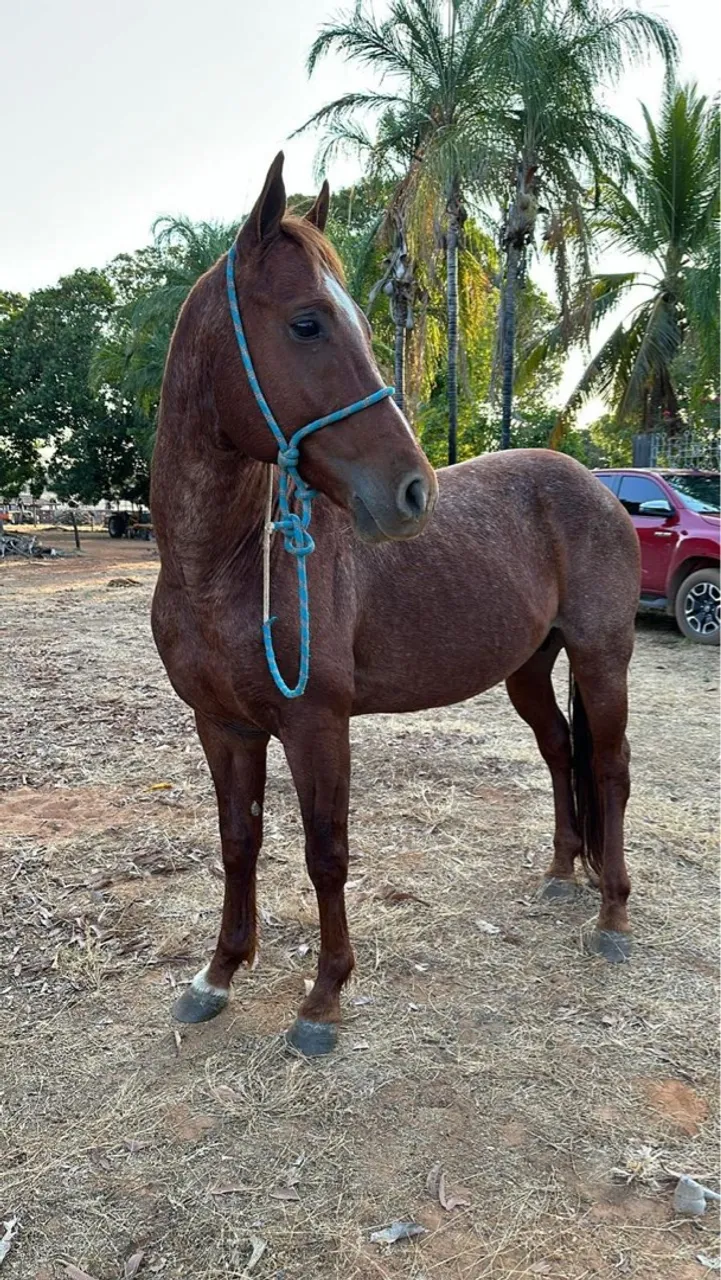 Cavalo Quarto de Milha Registrado