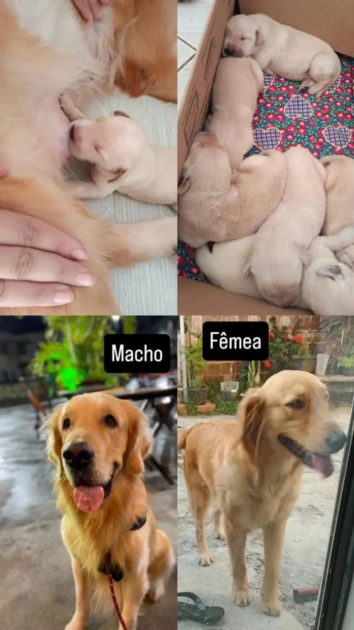 Filhotes de cachorro Golden Retriever  - Foto 4