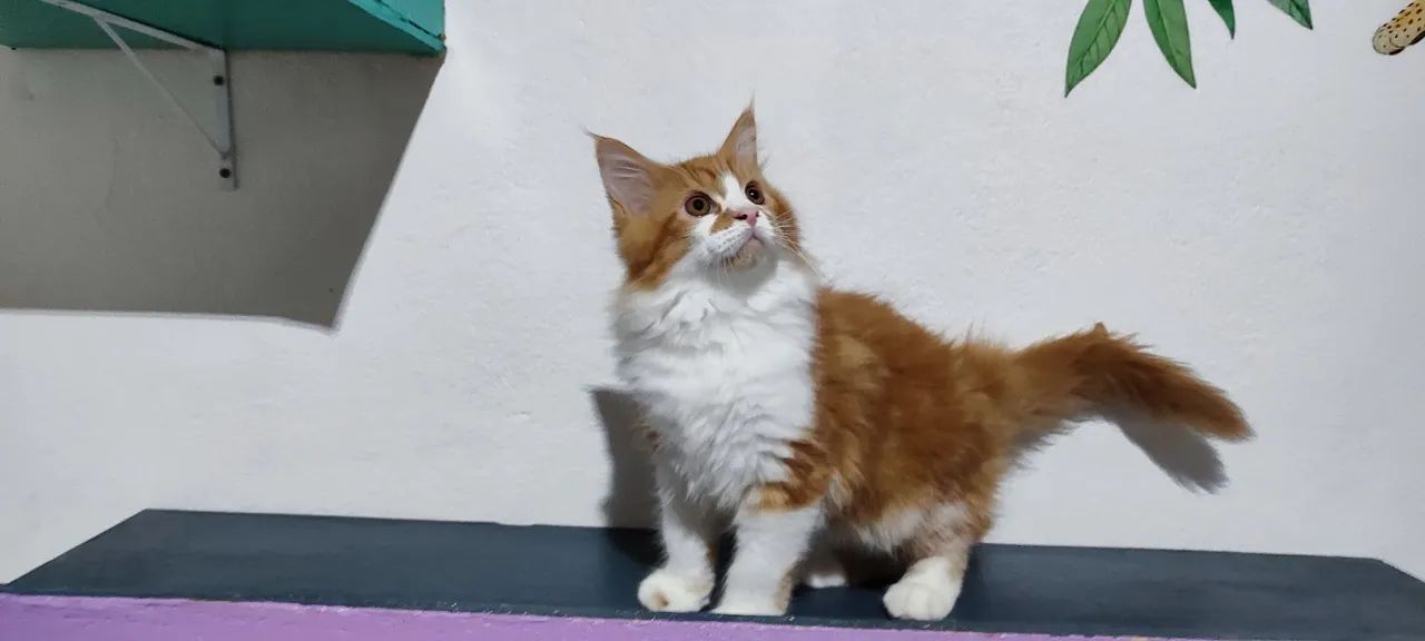 Gatos Maine coon  - Foto 2