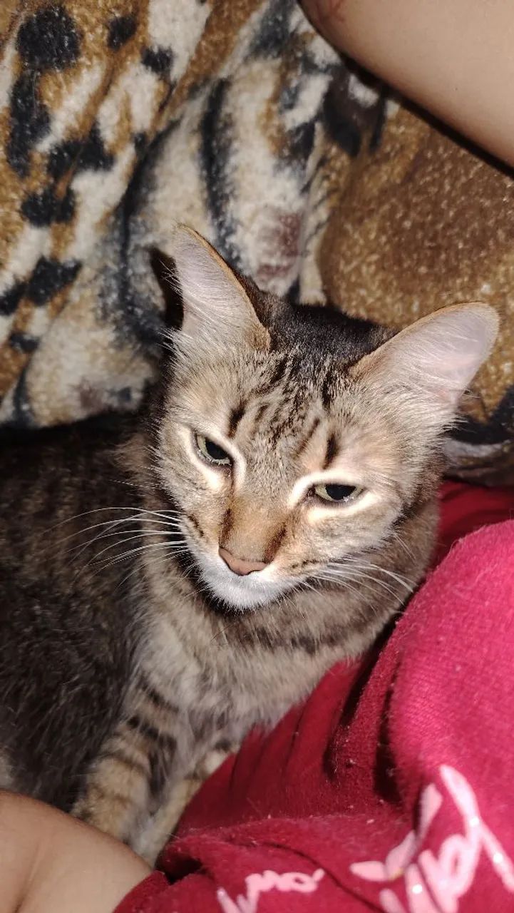 Gata super carinhosa, seu nome é EURO