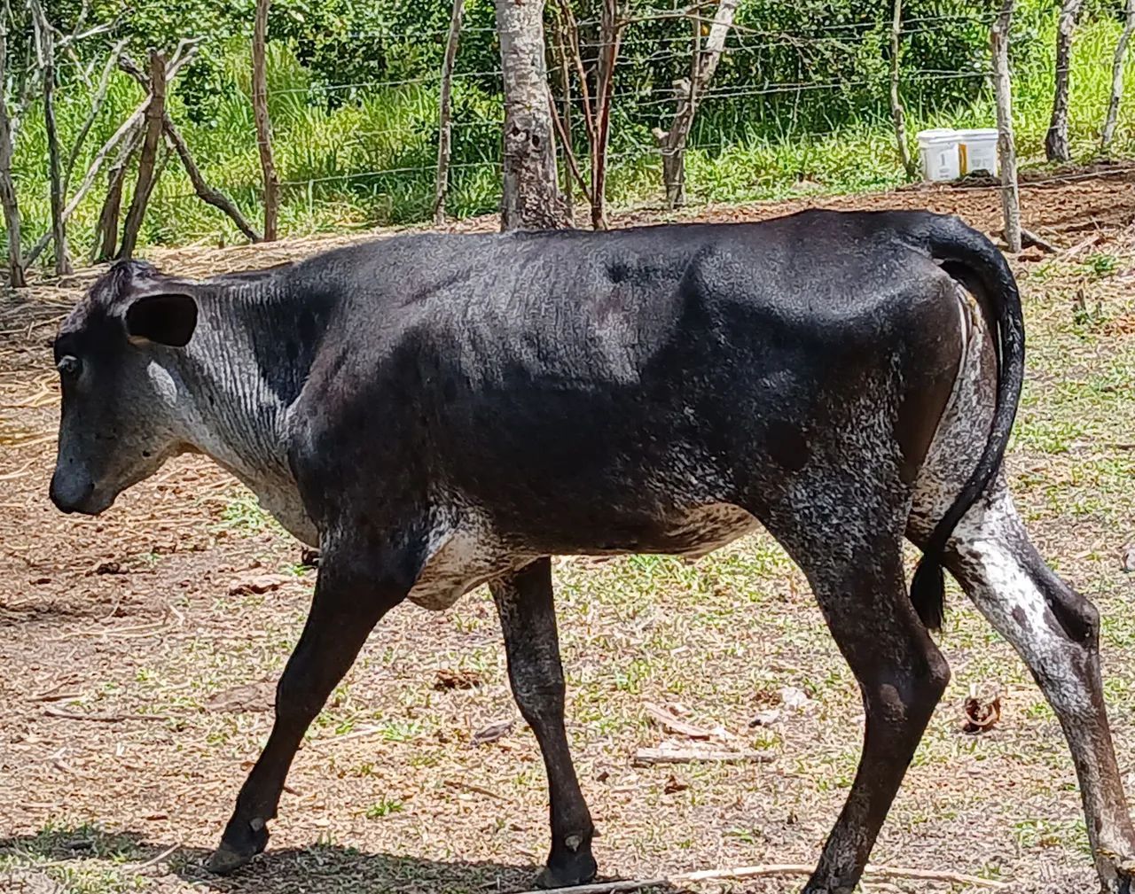 2  novilhas  girolanda  - Foto 2