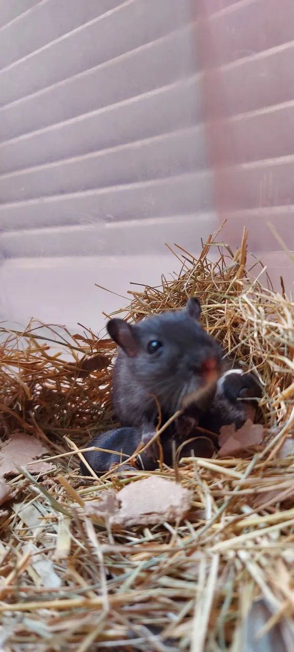 Esquilo da mongólia  GERBIL - Foto 3