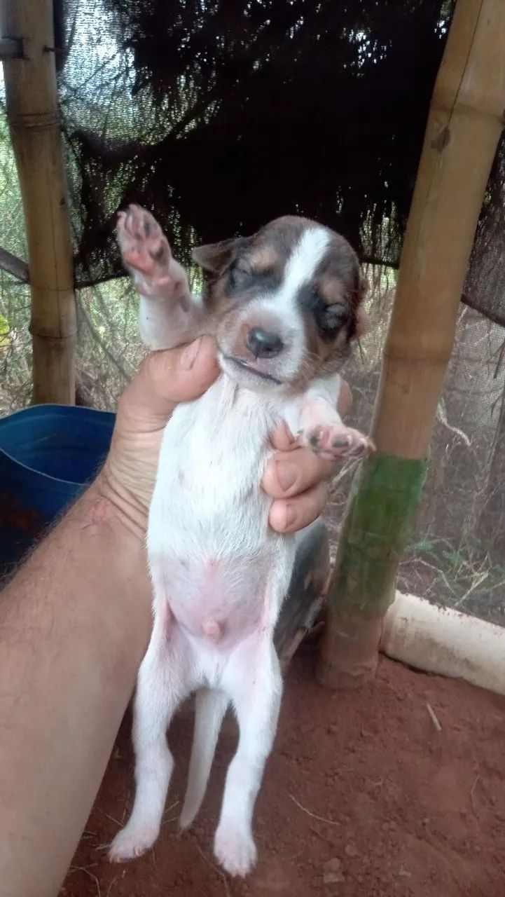 Filhotes de cães raça indefinida - Foto 5