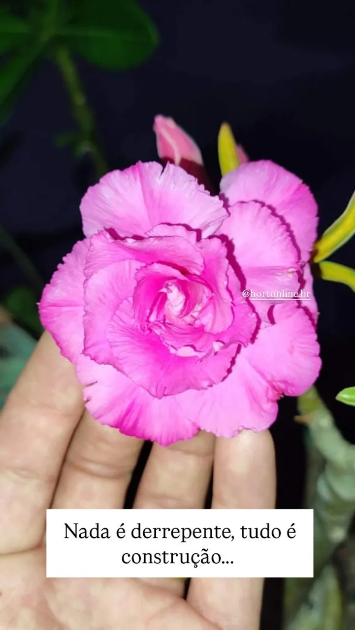 Rosa do deserto flor especial tw4 - @hortonline.br