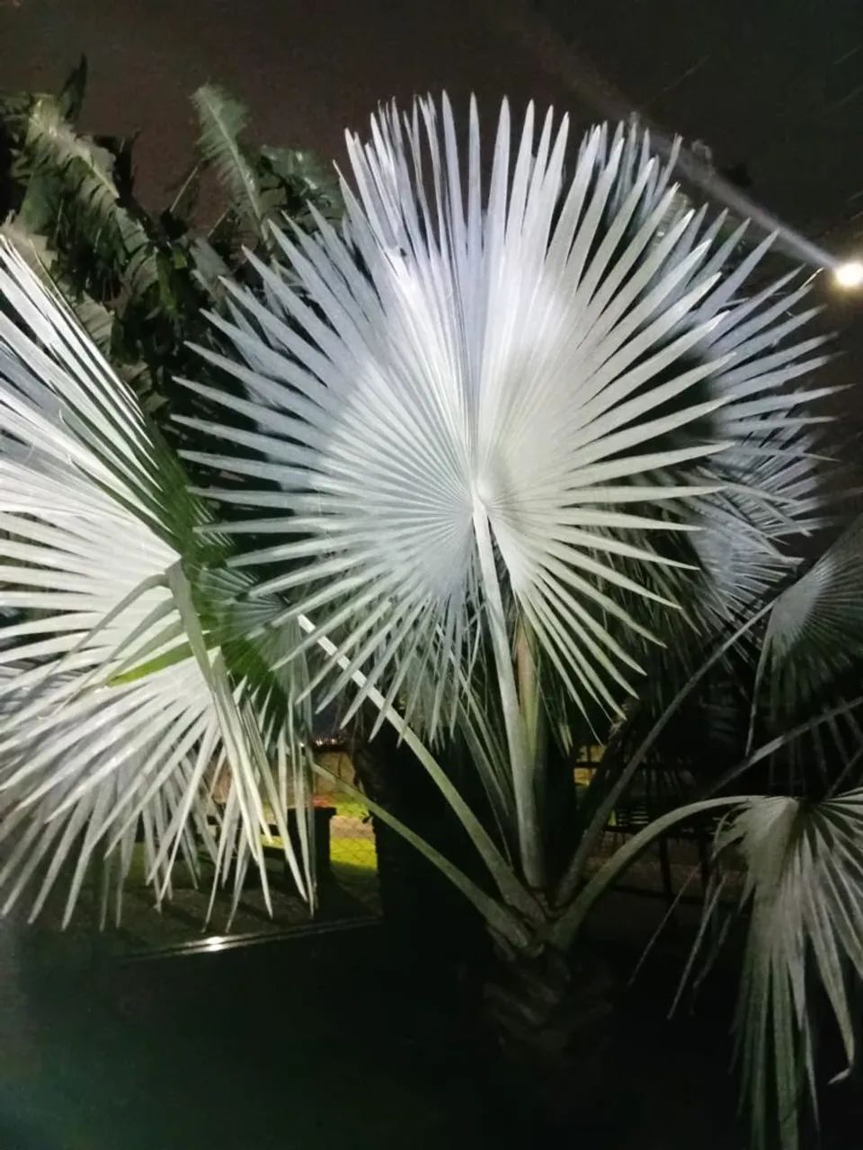 Vendo Palmeira Bismarque Adulta