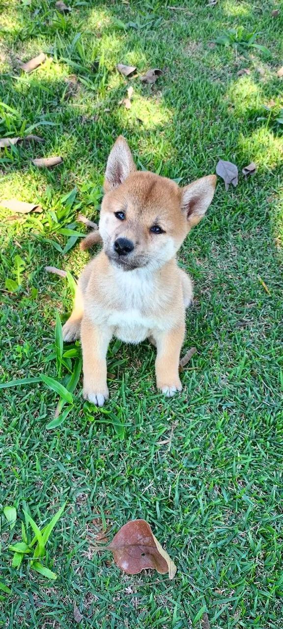 Filhote de shiba disponível fêmea e macho - Foto 4