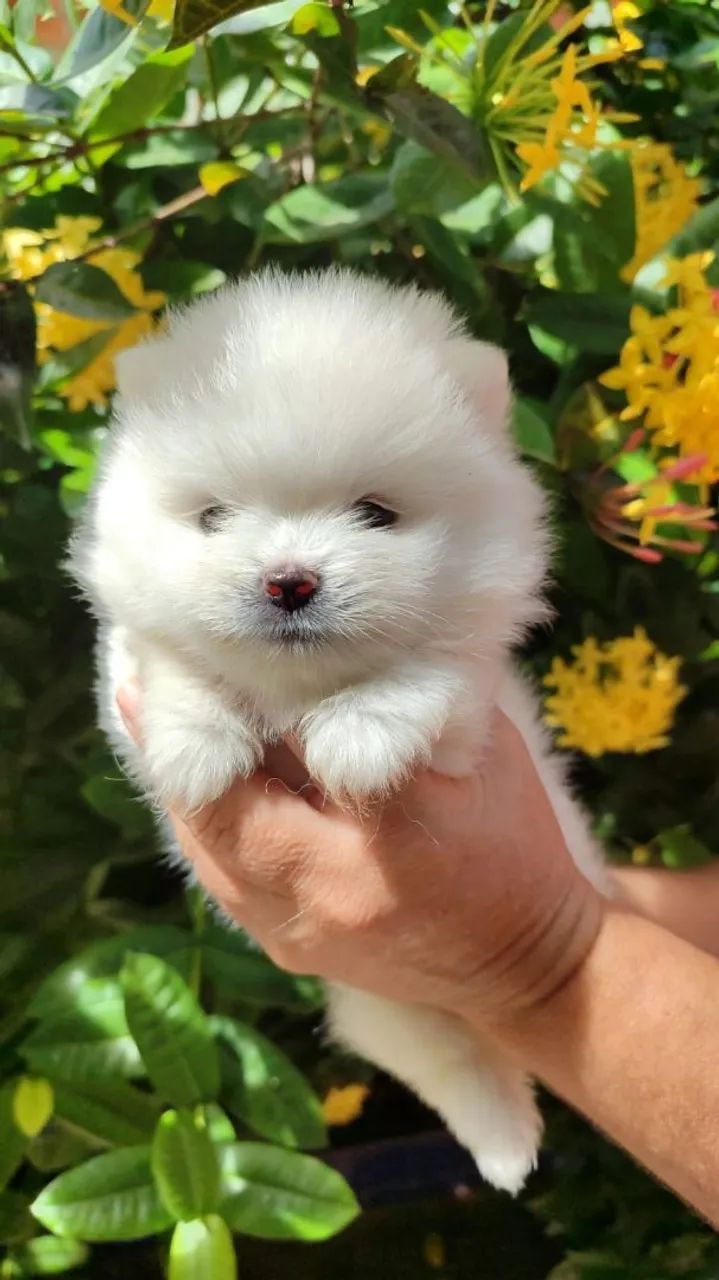 Filhote Spitz Alemão Branco - Uma Fofura! - Foto 2