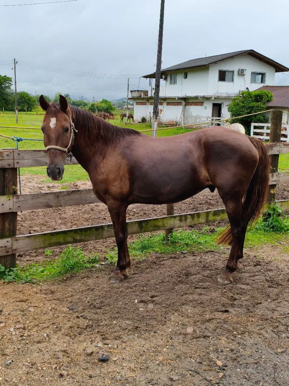 Cavalo Quarto de milha de barbada  - Foto 4