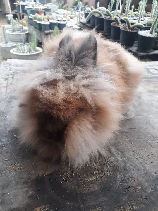 Coelho Lion Head raça pura - Foto 4