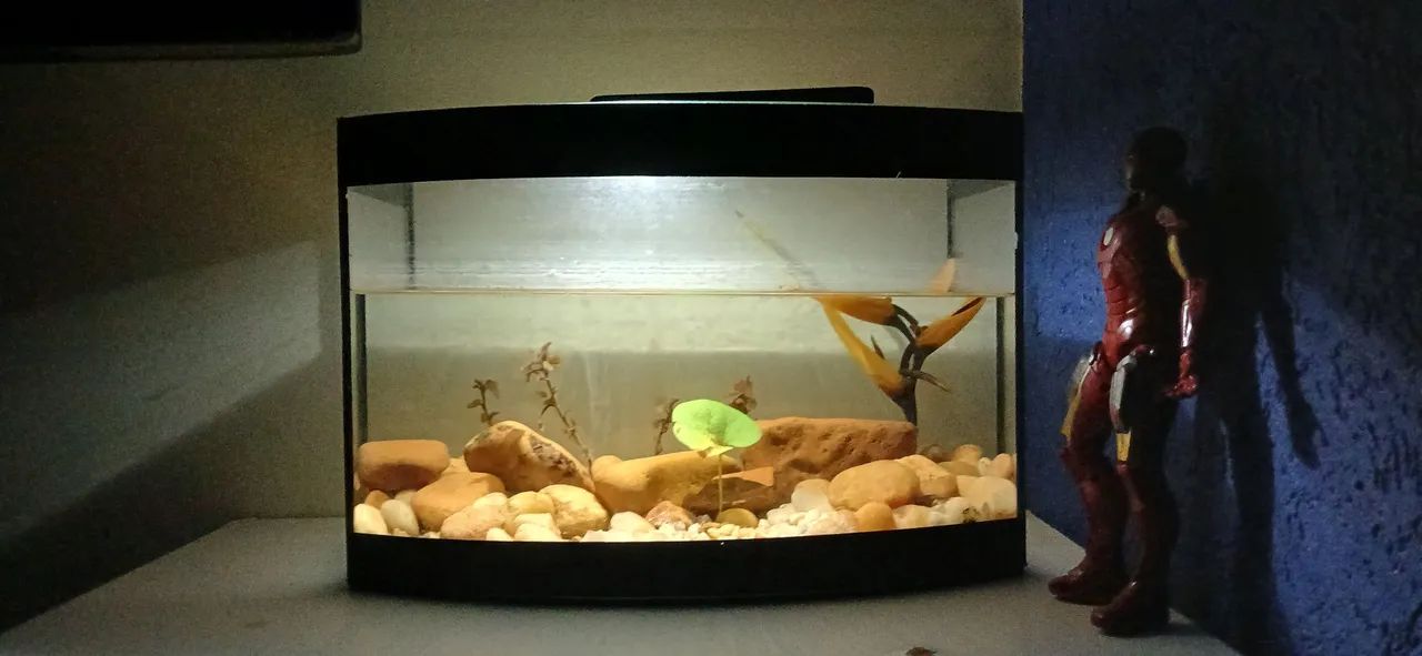 Aquário de 40 litros com plantas e pedras - Foto 5