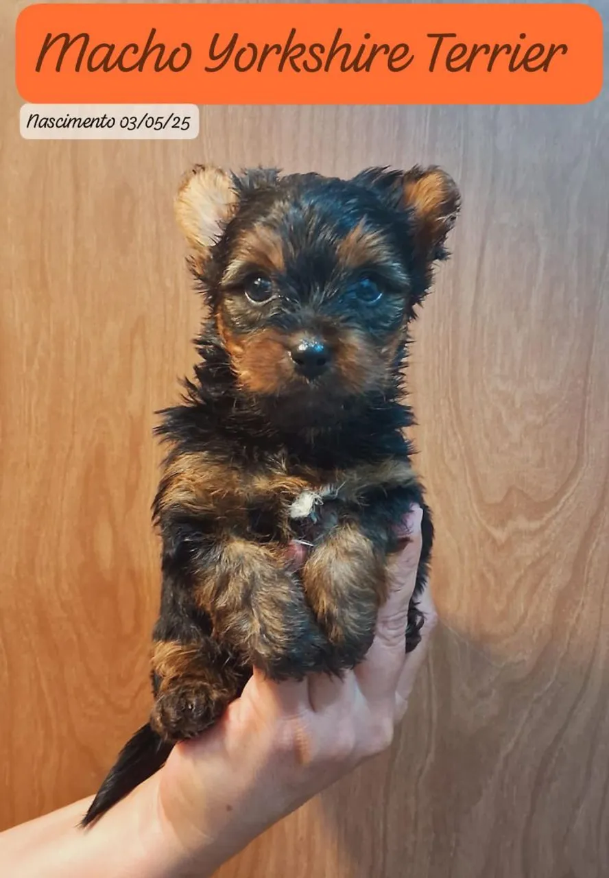 Filhote Macho Yorkshire Terrier